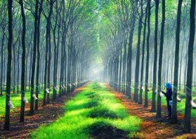 'Nói là rừng vàng nhưng lên chỉ thấy đại ca, ít đại gia'